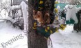 /album/babies/a2013-01-29-bengal-cat-staffordshire-terrier-in-the-snow-playing-4-jpg/